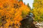 Fall color along Bishop Creek-Inyo National Forest-California-USA Art Print